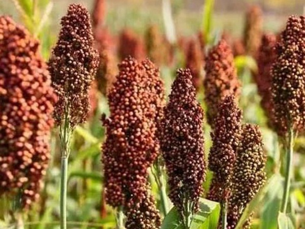 甜高粱簡(jiǎn)單的種植方法，如何播種