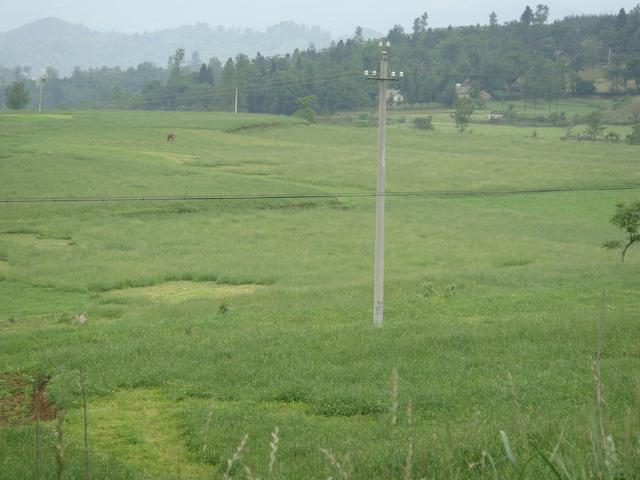 養(yǎng)牛、羊種植什么牧草好？種植如何利用？