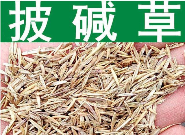 想要披堿草種子的發(fā)芽率高，有什么好的方法？
