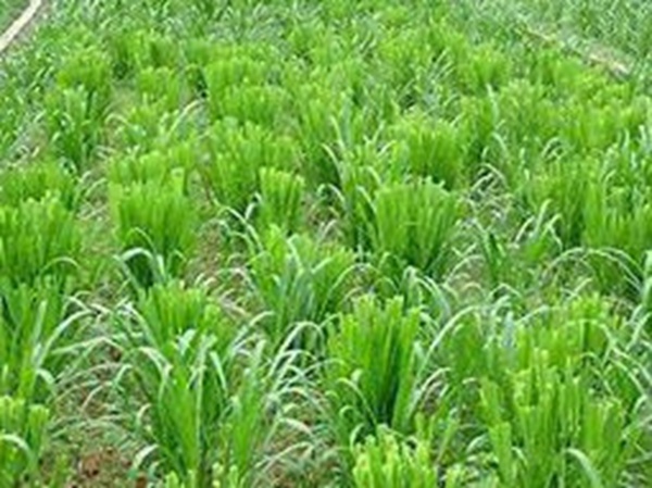 牧草要怎么種植比較好，有什么好的方法？