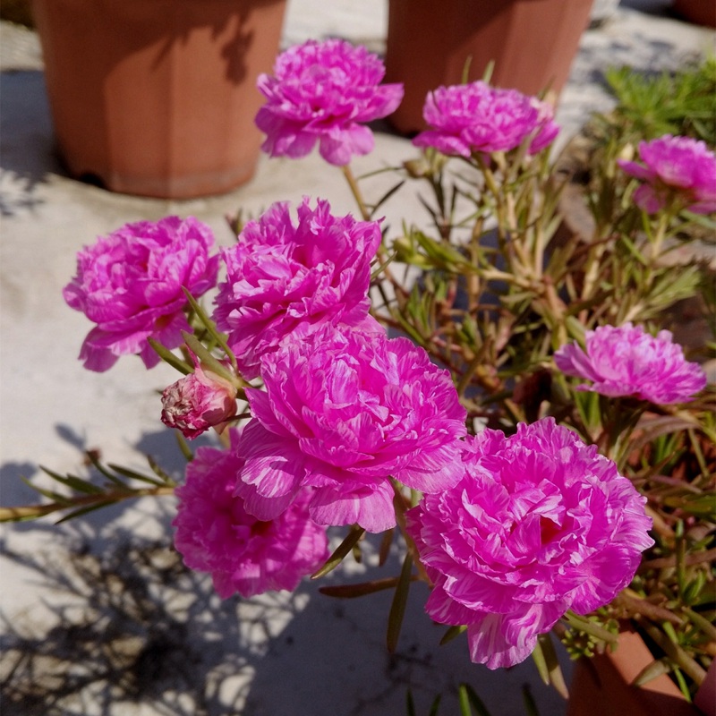 太陽(yáng)花