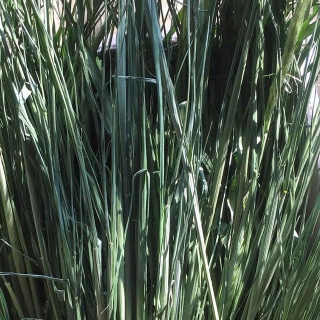 優(yōu)質(zhì)牧草種黑麥草，生長速度快，產(chǎn)量高，畜牧愛吃