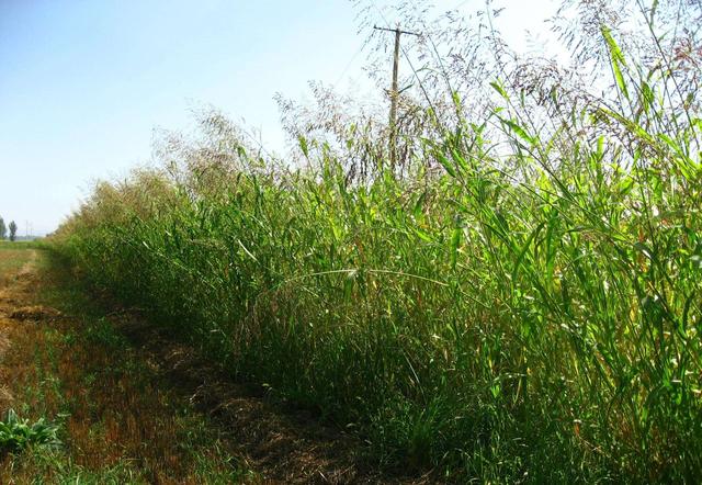 優(yōu)質(zhì)的牧草——蘇丹草，怎么種植可以高產(chǎn)
