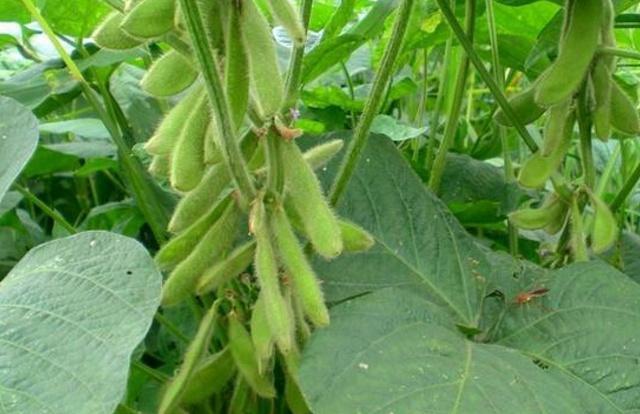 黑豆種植方法有哪些？什么時(shí)候播種比較合適？