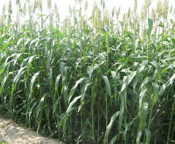 優(yōu)質(zhì)牧草——高丹草，種植高丹草種子如何高產(chǎn)？