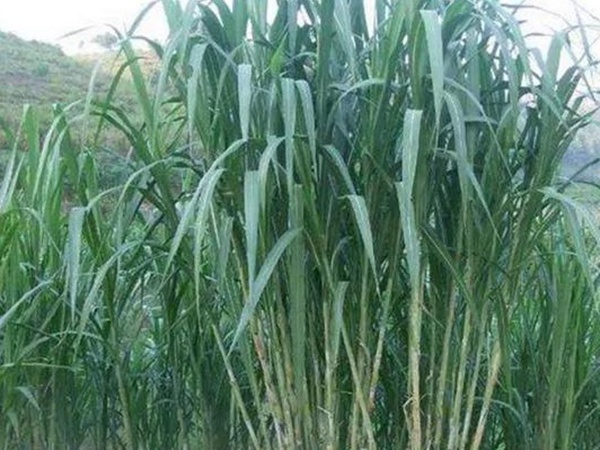 象草是一種高價(jià)值的飼料，種植栽培方法是什么