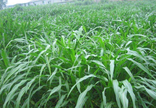 這么優(yōu)質(zhì)的高丹草牧草，怎么種植比較好？