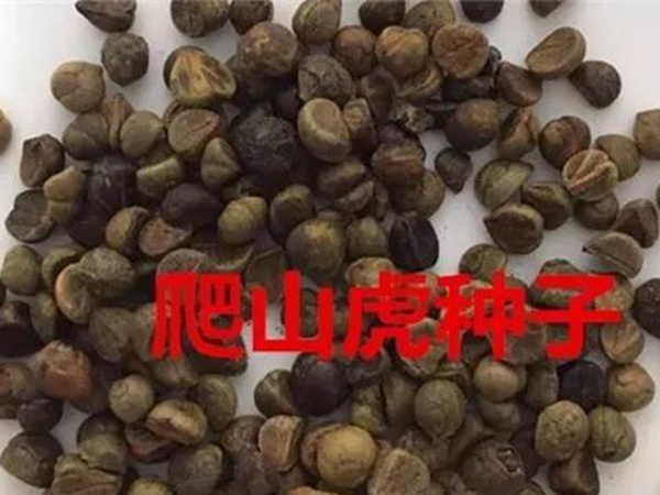「爬山虎」的種植方法，有什么種植要求？