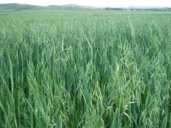 燕麥種植的生長環(huán)境是怎樣的？有什么需要注意的？