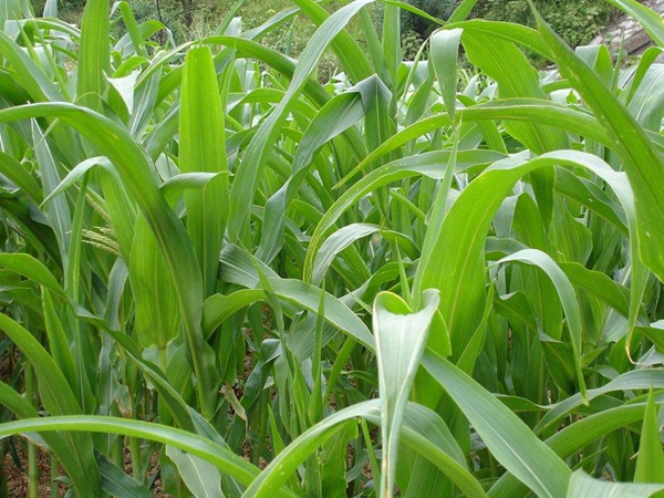哪些牧草種子養(yǎng)驢比較好？種植率比較高？