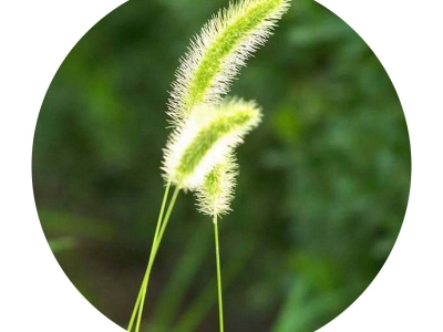 狗尾草種子
