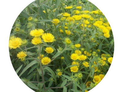 黃菊花種子
