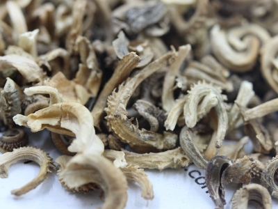 金盞菊種子