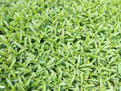 甜葉菊種子