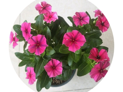 長春花種子