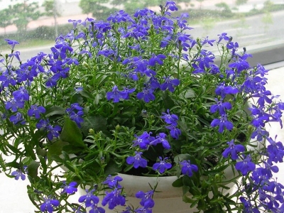 蘭花亞麻六倍利種子