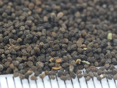 金魚草種子