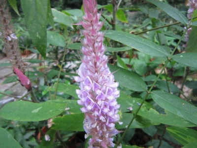貓尾草種子
