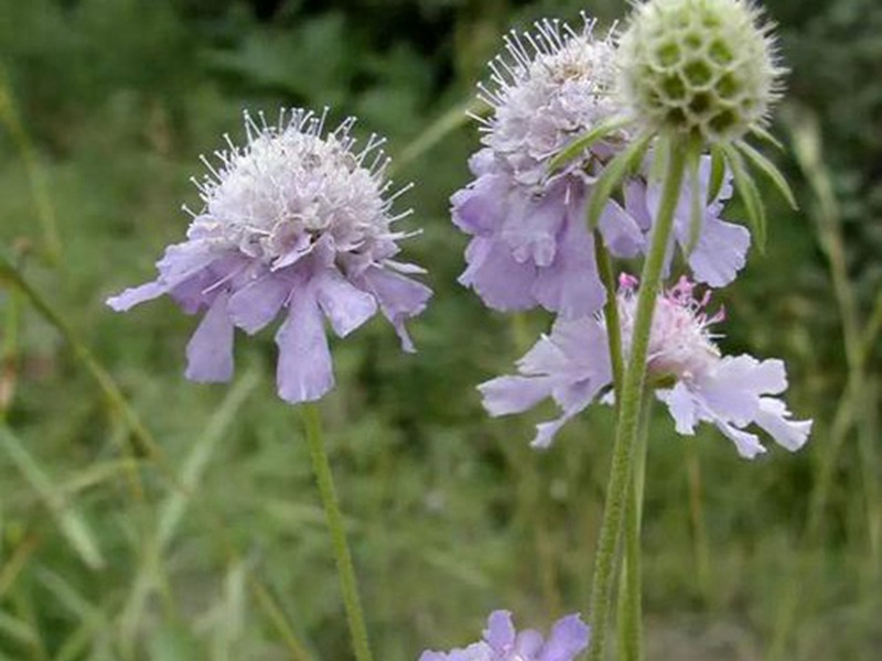 輪峰菊