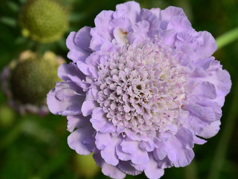輪峰菊