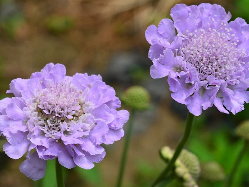 輪峰菊