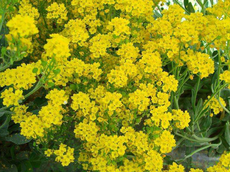 巖生庭芥