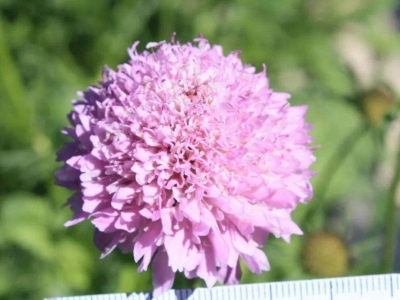 輪峰菊種子