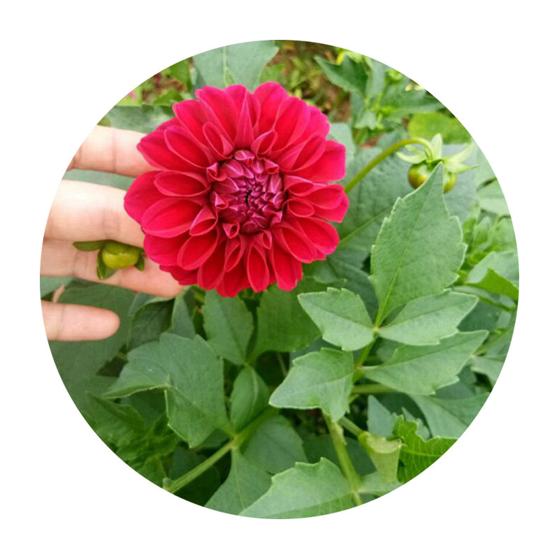 小麗花