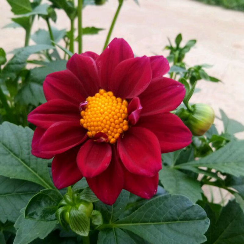 小麗花