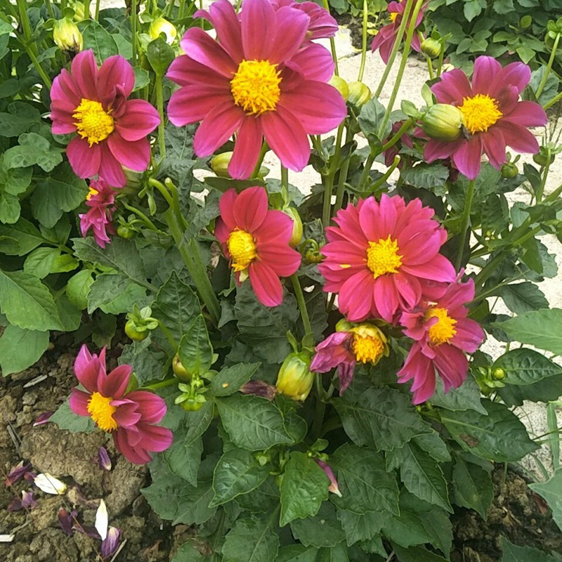 小麗花