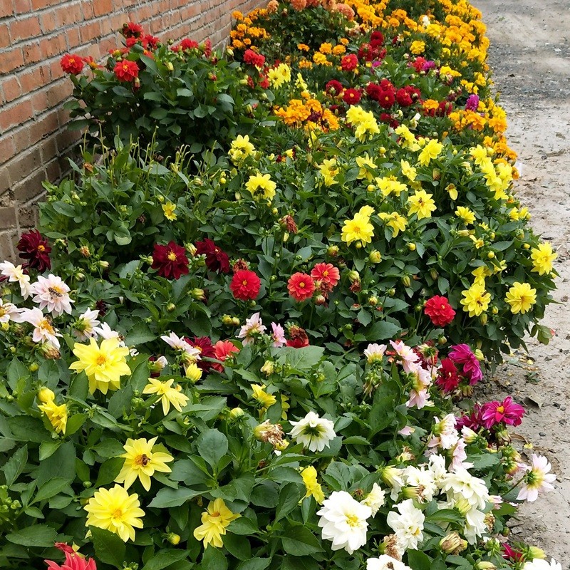 小麗花