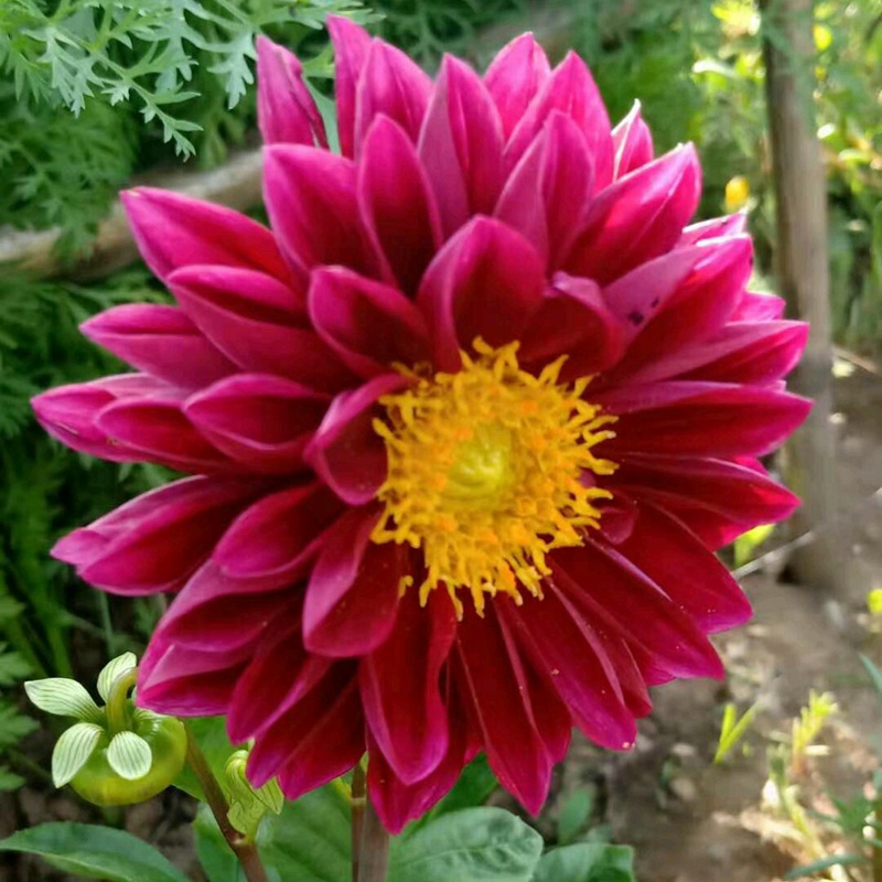 小麗花