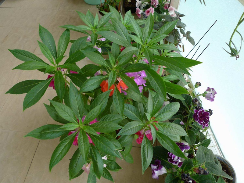 指甲花