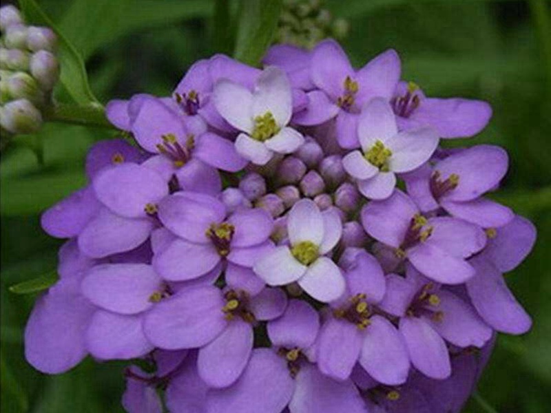 蜂室花