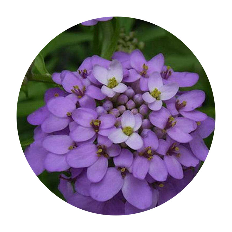 蜂室花