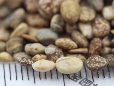 羽扇豆種子