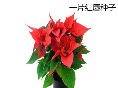 一片紅唇種子