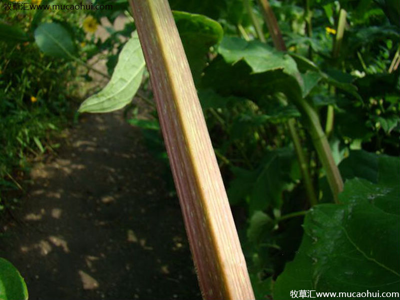 串葉松香草