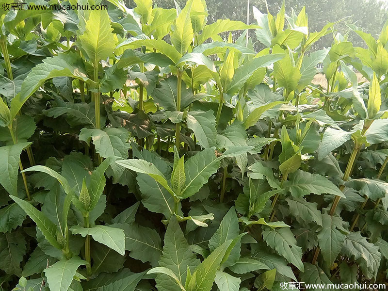 串葉松香草