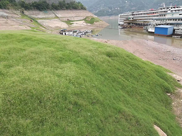 百慕大草坪護(hù)坡圖片