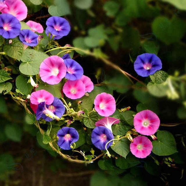 這些易養(yǎng)耐熱的草花品種，讓你的夏季花園更出彩！