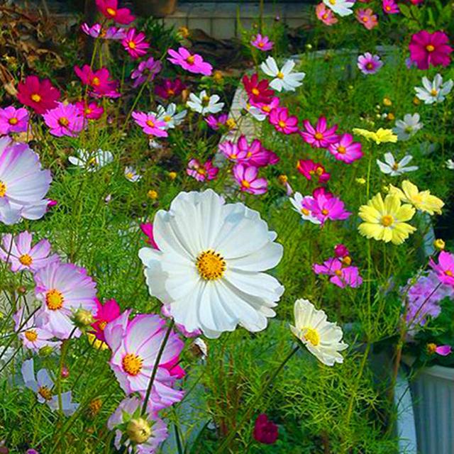 這些易養(yǎng)耐熱的草花品種，讓你的夏季花園更出彩！