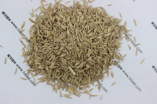 鴨茅草種子