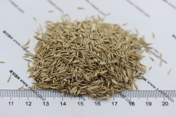 鴨茅草種子