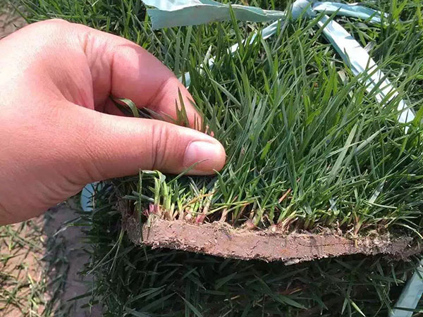 路邊綠化草坪是什么草