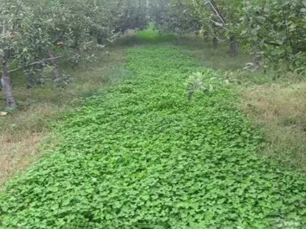 白三葉草