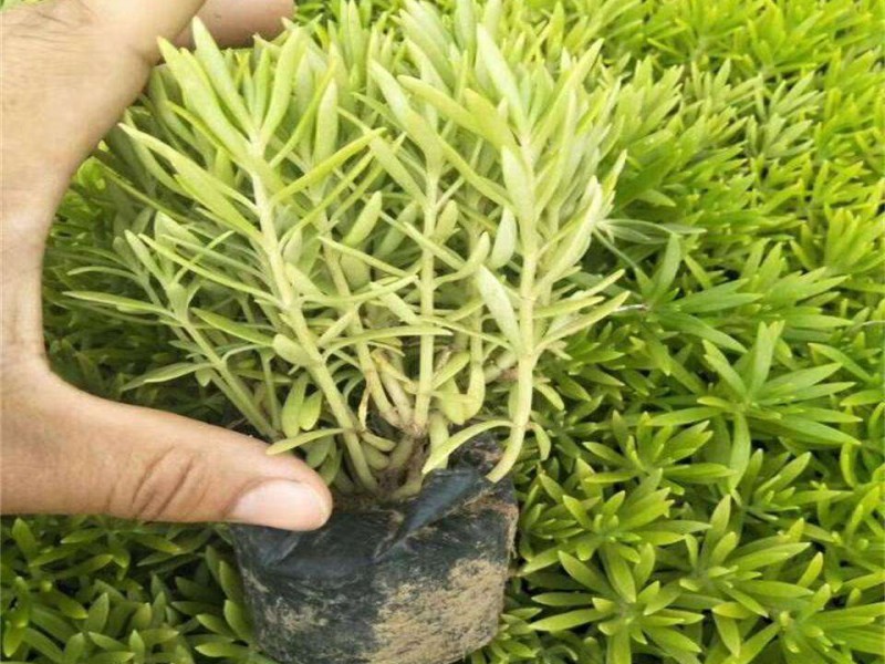 佛甲草