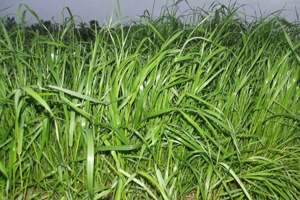 黑麥草在北方能過冬嗎