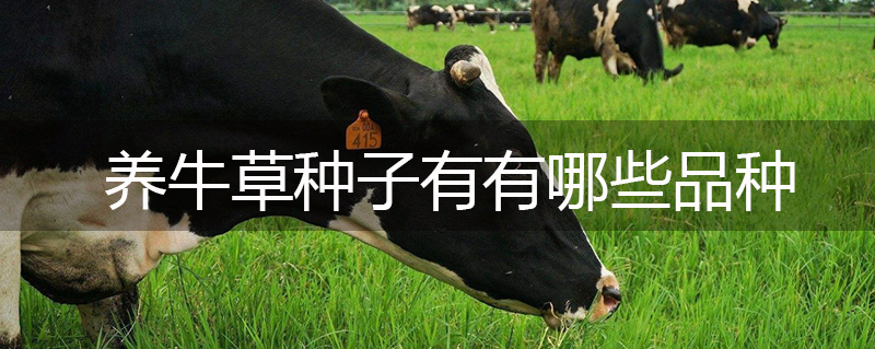 養(yǎng)牛草種子有有哪些品種