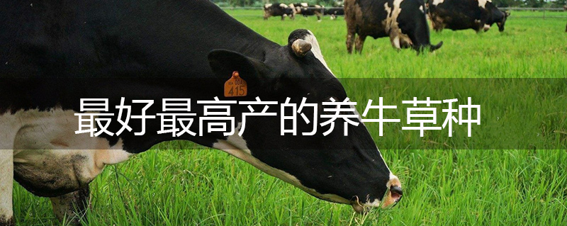 最好最高產(chǎn)的養(yǎng)牛草種